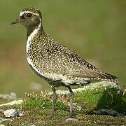 European Golden Plover