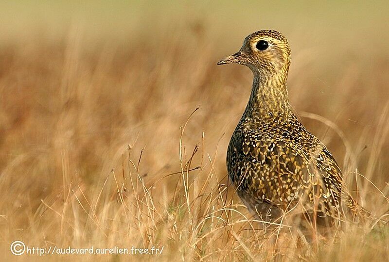 European Golden Plover