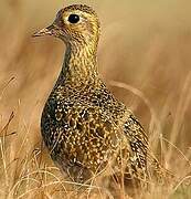 European Golden Plover