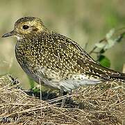 European Golden Plover