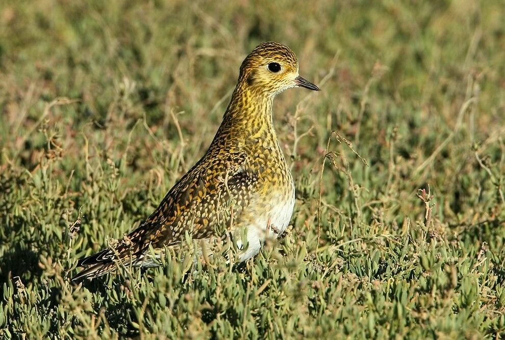 European Golden Plover