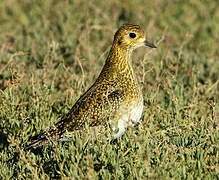 European Golden Plover