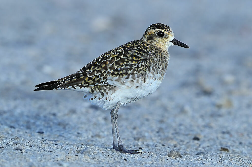 Pacific Golden Plover, identification