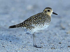 Pacific Golden Plover