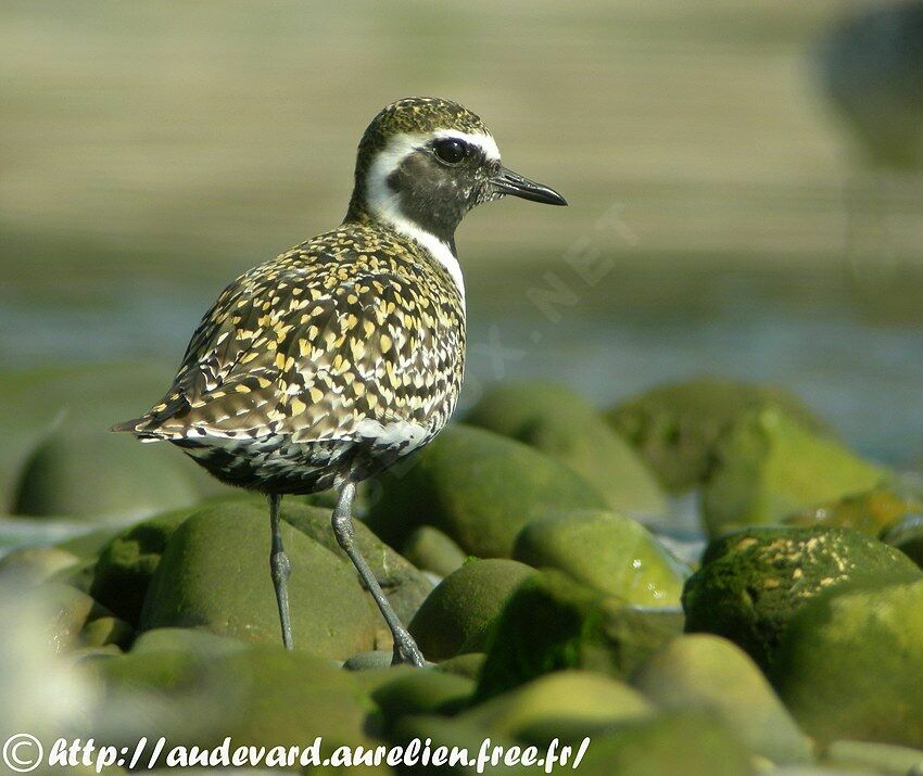 Pacific Golden Plover