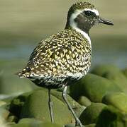 Pacific Golden Plover