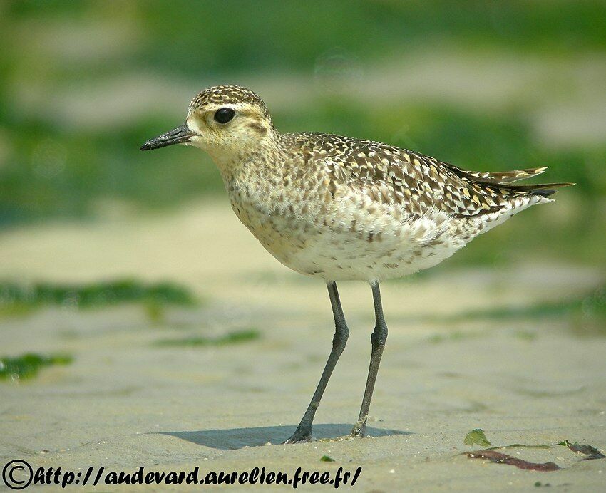 Pacific Golden Plover