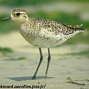 Pacific Golden Plover