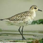 Pacific Golden Plover