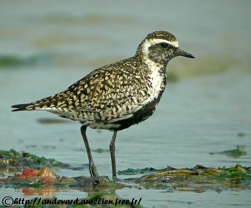 Pacific Golden Ploveradult breeding