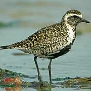 Pacific Golden Plover