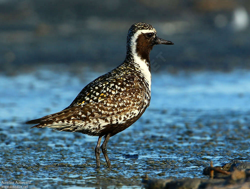 Pacific Golden Ploveradult breeding, pigmentation