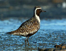 Pacific Golden Plover