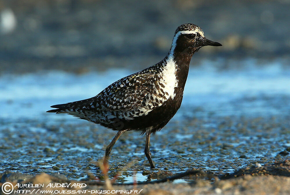 Pluvier fauveadulte nuptial, identification