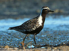 Pacific Golden Plover