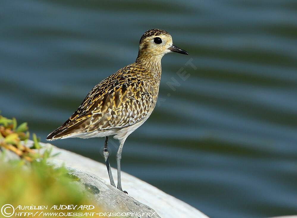 Pacific Golden Plover