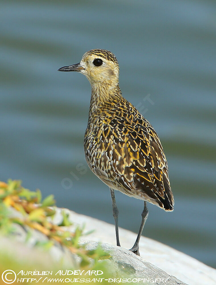 Pacific Golden Plover