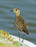 Pacific Golden Plover