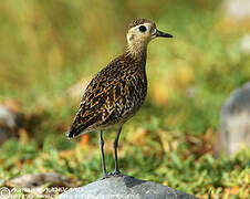 Pacific Golden Plover