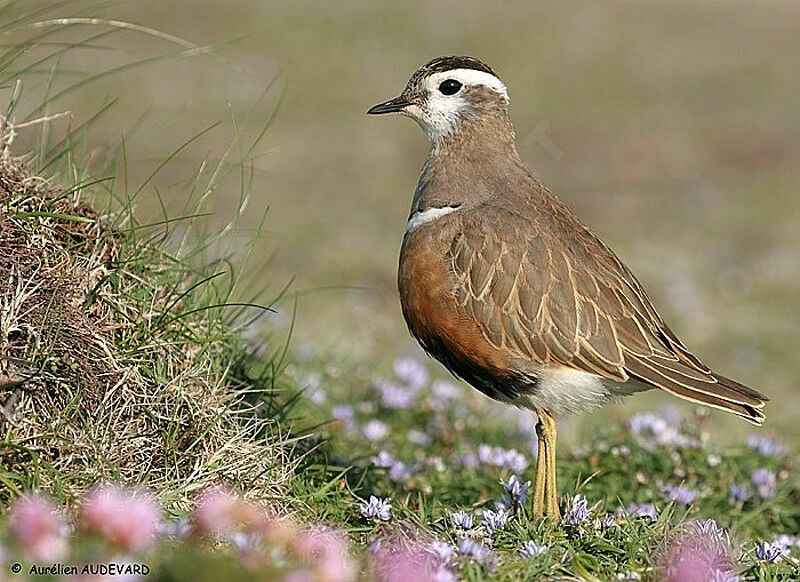 Eurasian Dotterel