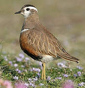 Eurasian Dotterel