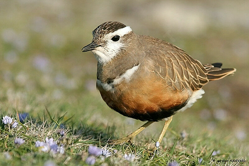 Eurasian Dotterel