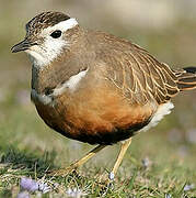 Eurasian Dotterel