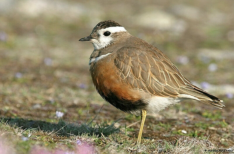 Eurasian Dotterel