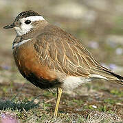Eurasian Dotterel