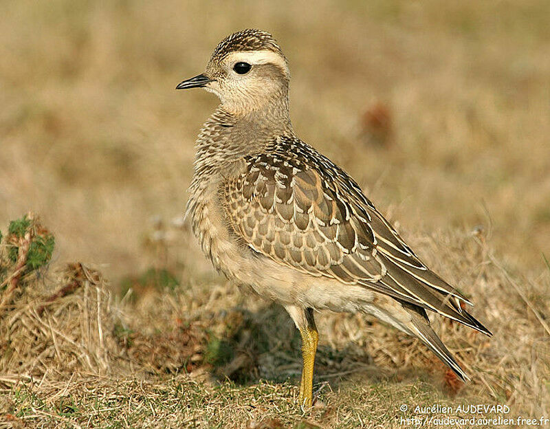 Eurasian Dotterel