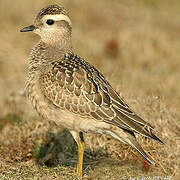 Eurasian Dotterel