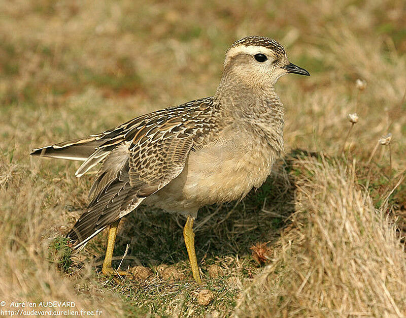 Eurasian Dotterel