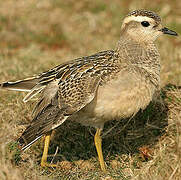 Eurasian Dotterel