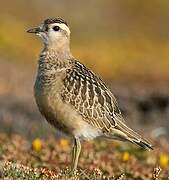 Eurasian Dotterel