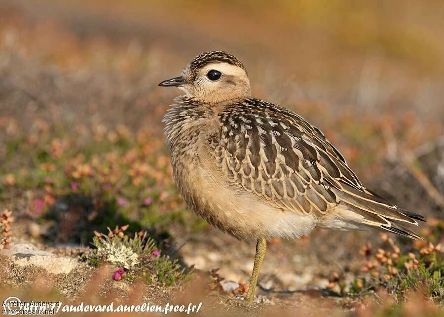 Eurasian Dottereladult post breeding