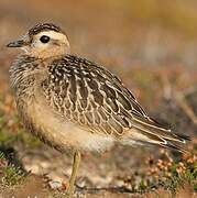 Eurasian Dotterel