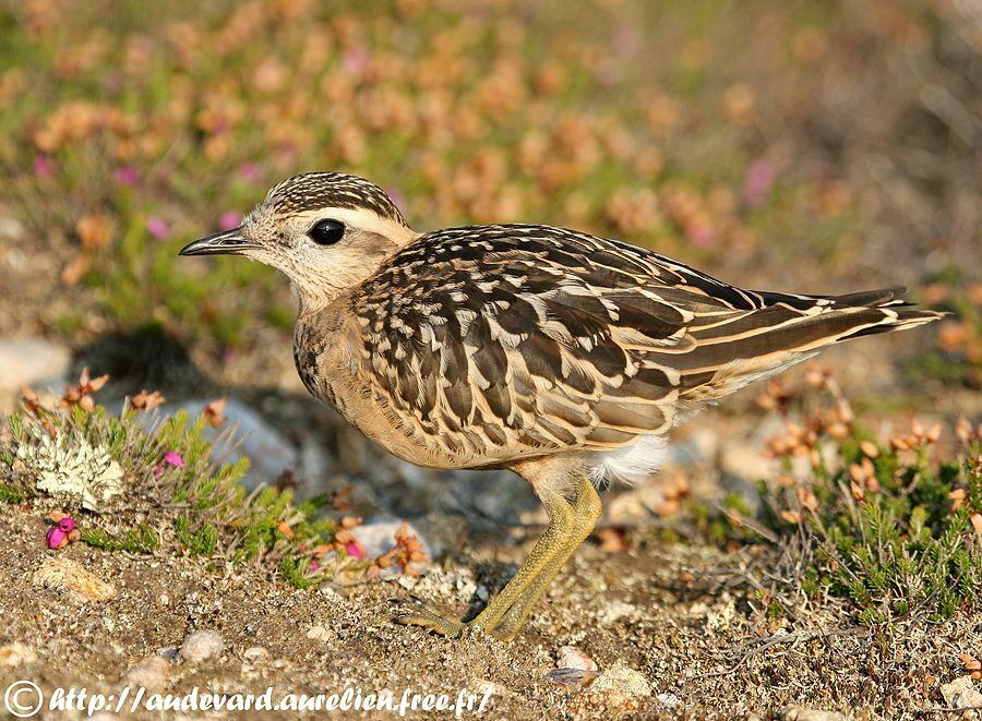 Eurasian Dotterel