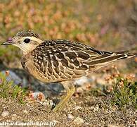 Eurasian Dotterel