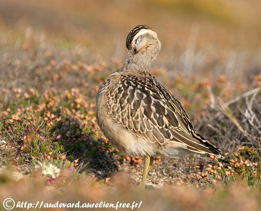 Eurasian Dotterel