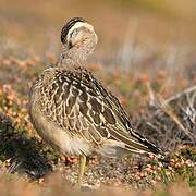 Eurasian Dotterel