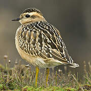 Eurasian Dotterel