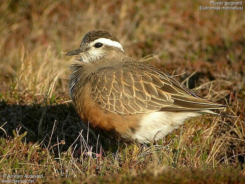 Eurasian Dotterel