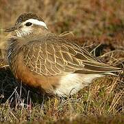 Eurasian Dotterel