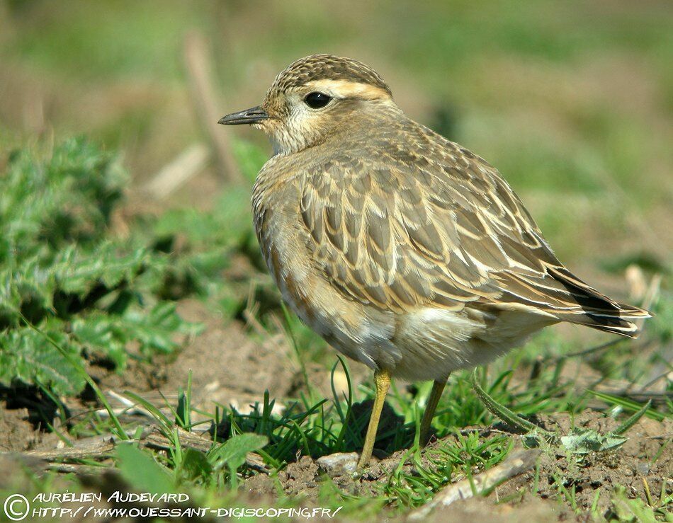 Eurasian Dotterel