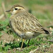 Eurasian Dotterel