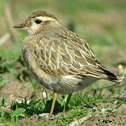 Eurasian Dotterel