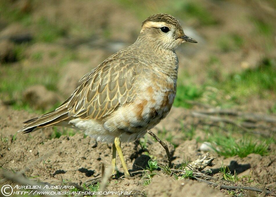 Eurasian Dotterel