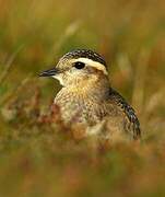 Eurasian Dotterel