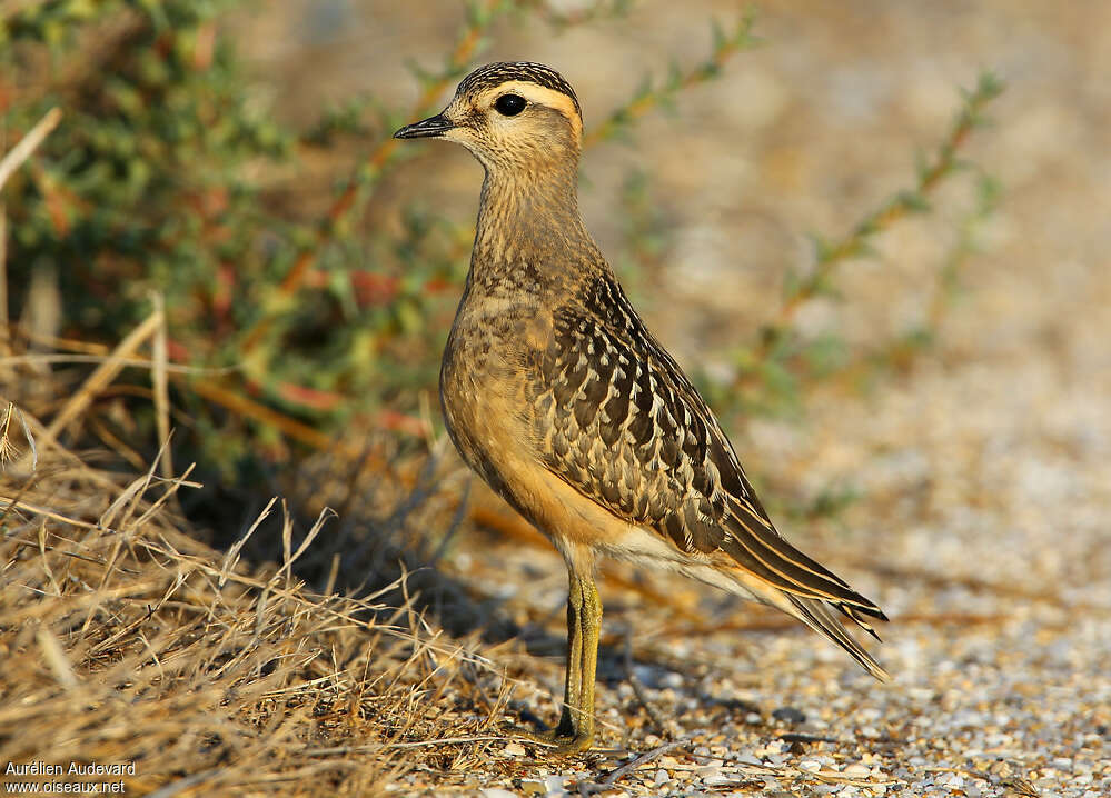 Pluvier guignard1ère année, identification