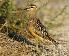 Eurasian Dotterel